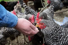 Lo cúm gia cầm, Hong Kong cấm nhập khẩu gia cầm từ Mỹ 