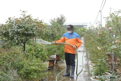 “Vựa” hoa Mê Linh tập trung chăm sóc hoa phục vụ Tết Tân Sửu 2021