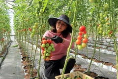 Bà Nguyễn Thị Huệ trong khu vườn cà chua trồng trong nhà kính ở phường 7, thành phố Đà Lạt, tỉnh Lâm Đồng. (Ảnh: Chu Quốc Hùng/TTXVN)