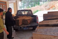Số gỗ bị tẩu tán bên đường được lực lượng kiểm lâm được đưa về trụ sở. (Ảnh: Nguyễn Dũng/TTXVN)