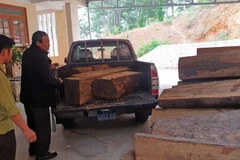 Số gỗ bị tẩu tán bên đường được lực lượng kiểm lâm được đưa về trụ sở. (Ảnh: Nguyễn Dũng/TTXVN)