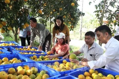 Kiểm tra công tác đóng gói, dán nhãn trước khi cung ứng, tiêu thụ cam lòng vàng Hà Giang. (Ảnh: TTXVN)