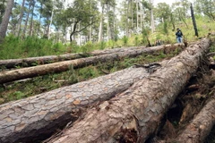 Tại hiện trường ước tính 100 cây thông cổ thụ đã bị đốn hạ, nằm ngổn ngang. (Ảnh Đặng Tuấn/TTXVN)