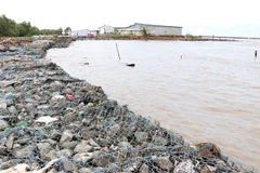 Các hộ dân sống ven đê bị ảnh hưởng trực tiếp bởi tình trạng sạt lở nghiêm trọng. (Ảnh: Huỳnh Anh/TTXVN)