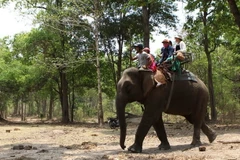 Du khách cưỡi voi thăm Vườn Quốc gia Yok Đôn. (Ảnh: Dương Giang/ TTXVN)