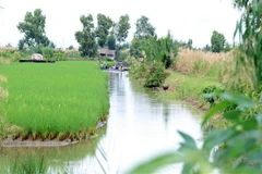 Việc áp dụng mô hình luân canh trồng lúa kết hợp nuôi tôm ở Cà Mau đã chứng minh tính hiệu quả. (Ảnh: Huỳnh Anh/TTXVN)