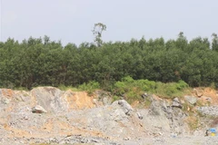 Người dân An Hội Đông, thôn Tham Hội 1, xã Bình Thanh, huyện Bình Sơn, tỉnh Quảng Ngãi đã trồng 10ha keo trong diện tích đất được cấp cho mỏ đá. (Ảnh: Phạm Cường/TTXVN)