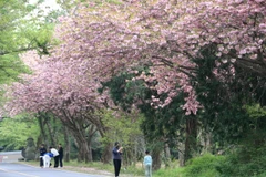 Ngắm hoa anh đào trên đảo Jeju, Hàn Quốc. (Ảnh: Yonhap/TTXVN)