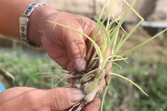 Cây hành bị chết có hiện tượng củ bị dập, bấy. (Ảnh: Sỹ Thắng/TTXVN)