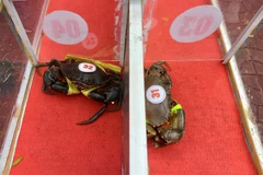 Đối với trò chơi đua cua tốc độ, thời gian thi đấu mỗi trận khoảng 2 phút, 'cua thủ' nào về đích trước sẽ giành chiến thắng và tham gia tranh tài ở vòng chung kết. (Ảnh: Huỳnh Anh/TTXVN)