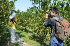 Du khách đến tham quan, chụp ảnh tại điểm tham quan vườn quýt hồng ở xã Long Hậu, huyện Lai Vung, tỉnh Đồng Tháp. (Ảnh: Nhựt An/TTXVN)