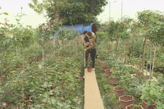 Một vườn hoa ở Mê Linh. (Nguồn: TTXVN)