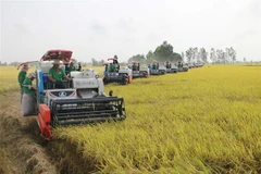 Thu hoạch lúa cho bà con nông dân tham gia cánh đồng liên kết phục vụ xuất khẩu ở huyện Thọai Sơn, tỉnh An Giang. (Ảnh: Công Mạo/TTXVN)