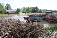 Nhiều ghe mía nằm chờ tại cầu cảng nhà máy Casuco, sáng 28/11. (Ảnh: Hồng Thái/TTXVN)