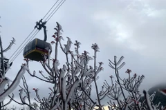 Băng giá, sương muối phủ trắng cây cỏ đường đi, cây rừng thuộc Vườn quốc gia Hoàng Liên. (Ảnh: Quốc Khánh/TTXVN)