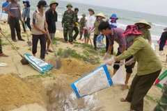 Ngư dân cùng lực lượng biên phòng thu gom, chôn lấp cá chết dạt vào bờ năm 2016. (Ảnh: TTXVN)