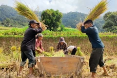 Người Cờ Lao đỏ tại xã Túng Sán thu hoạch lúa đổi công cho nhau. (Ảnh: Nam Thái/TTXVN)