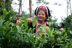 Thu hoạch chè shan tuyết. (Ảnh: Nam Thái/TTXVN)