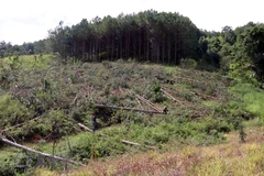 Toàn cảnh hiện trường vụ phá rừng. (Ảnh: Chu Quốc Hùng/TTXVN)