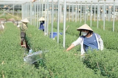 Người dân chăm sóc, cắt tỉa nụ hoa cúc tại làng hoa Dương Sơn. (Ảnh: Văn Dũng/TTXVN)