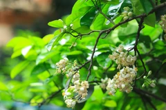 Những cánh hoa bưởi trắng ngần, mềm như nhung bung ra để lộ cái nhụy vàng ươm cho đầu làng, cuối xóm một hương thơm ngào ngạt. (Ảnh: Minh Sơn/Vietnam+)