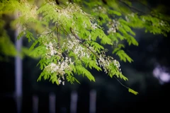 Đến hẹn lại lên, tháng Ba về cũng là lúc hoa sưa bừng nở. (Ảnh: Minh Sơn/Vietnam+)