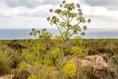 A ngùy (tên gốc Asafoetida) là một loại cây hoang dã bản địa mọc nhiều tại Afghanistan, Iran và Uzbekistan. (Nguồn: CNN)
