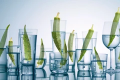 Nước đậu bắp đang trở thành một xu hướng mới trong cộng đồng sống khỏe. (Nguồn: Guardian)