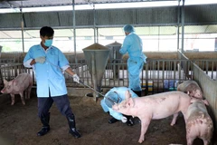 Ngành chức năng tỉnh Ninh Thuận lấy mẫu huyết thanh của đàn lợn ông Đỗ Tấn Đức để gửi kiểm tra dịch bệnh tả lợn Châu Phi. (Ảnh: Côn)g Thử/TTXVN)