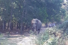 Voi rừng kéo về phá nương rẫy, nhà của người dân. (Ảnh minh họa: TTXVN phát)