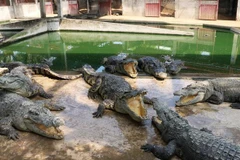 (Ảnh minh họa. Nguồn ảnh: Công Mạo/TTXVN)