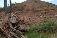 Hiện trường vụ phá rừng thông 20 năm tuổi tại xã Nam Hà, huyện Lâm Hà, tỉnh Lâm Đồng. (Ảnh: Đặng Tuấn/TTXVN)