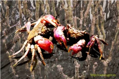 Ba khía sống dưới tán rừng ngập mặn. (Nguồn: camau.gov)