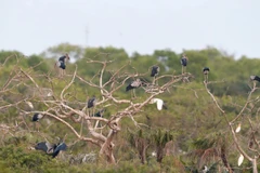 Cò nhạn về cư trú tại Vườn chim Bạc Liêu. (Ảnh: Huỳnh Sử/TTXVN)