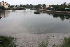 Quảng Trị: Hàng chục nghìn con cá rô phi chết phủ trắng mặt hồ Đại An