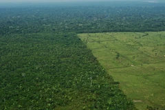 Rừng Amazon tại Brazil. (Ảnh: AFP/TTXVN)