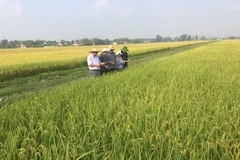 Đoàn công tác của Cục Trồng trọt đi kiểm tra, đánh giá tình hình sản xuất lúa. (Nguồn: cuctrongtrot)