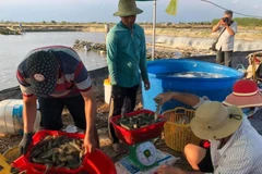 Thương lái thu mua tôm ở Bạc Liêu. (Ảnh: Huỳnh Sử/TTXVN)