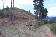 Hình ảnh ngang nhiên phá rừng thông 20 năm tuổi tại Lâm Hà 