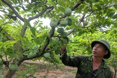 (Ảnh: Mạnh Minh/TTXVN)