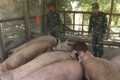 Hơn 2,2 tấn lợn nhập lậu qua biên giới vào sáng ngày 16/12 bị thu giữ. (Ảnh: Chương Đài/TTXVN)