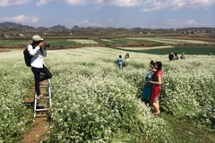 Dạo qua các địa điểm chụp ảnh hoa cải "đỉnh" nhất miền Bắc