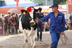 [Photo] Chung kết cuộc thi Hoa hậu Bò sữa Mộc Châu năm 2014 