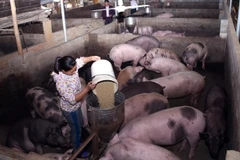 (Ảnh minh họa: Vũ Sinh/TTXVN)