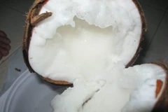 Dừa sáp Cầu Kè gặp khó khăn do xã viên không giữ cam kết