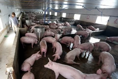 (Ảnh minh họa: Danh Lam/TTXVN)