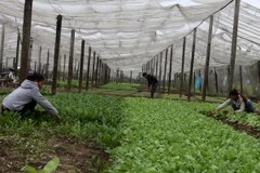 Sản xuất rau an toàn tại Hoài Đức, Hà Nội. (Ảnh: Vũ Sinh/TTXVN)