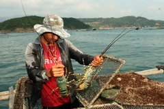 Nuôi tôm hùm tại Phú Yên. (Ảnh: Vũ Sinh/TTXVN)