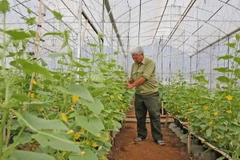 Ảnh chỉ có tính minh họa. (Ảnh: Nguyễn Dũng/TTXVN)