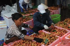 Đóng gói vải tươi phục vụ xuất khẩu. (Ảnh: Quang Quyết/TTXVN)